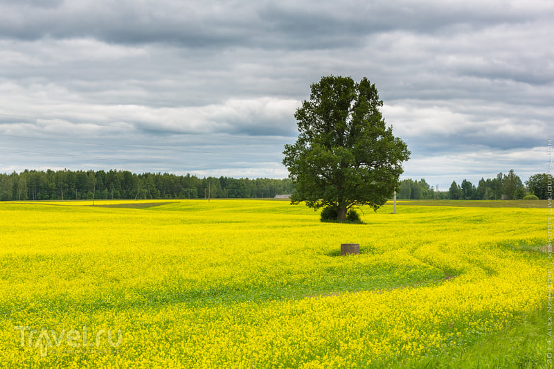 Латвийская пастораль. Мир зеленых лугов и аистов / Фото из Латвии