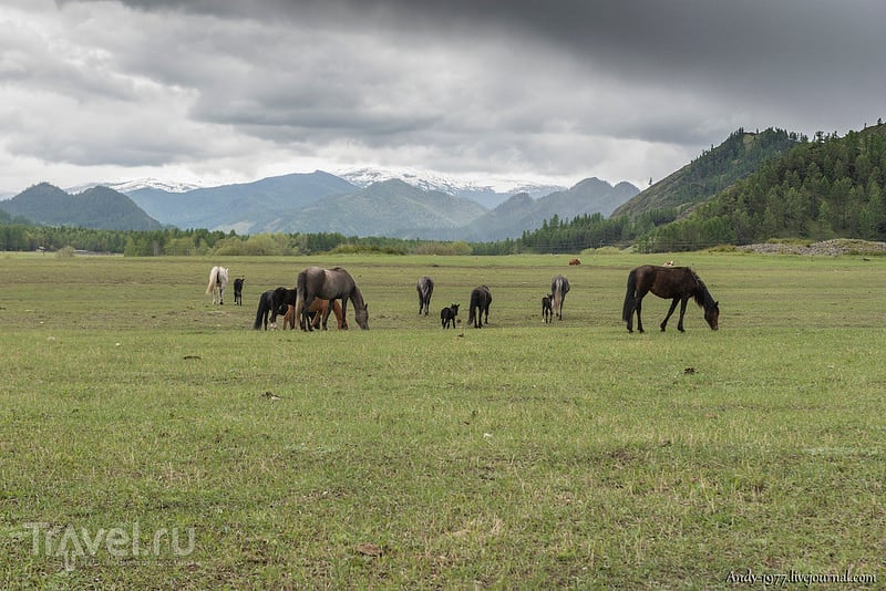 Алтай во время ЧС, Июнь 2014 / Фото из России