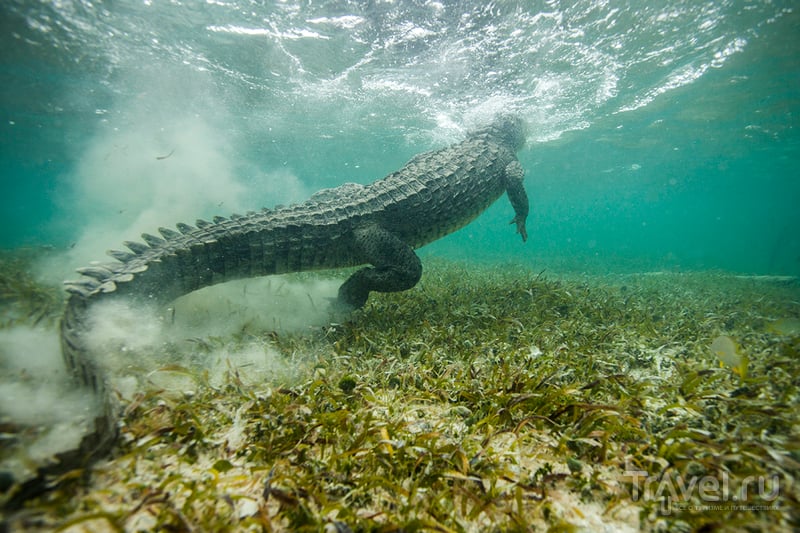Мексика. Снорклинг с дикими крокодилами / Мексика