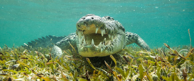 Мексика. Снорклинг с дикими крокодилами / Мексика