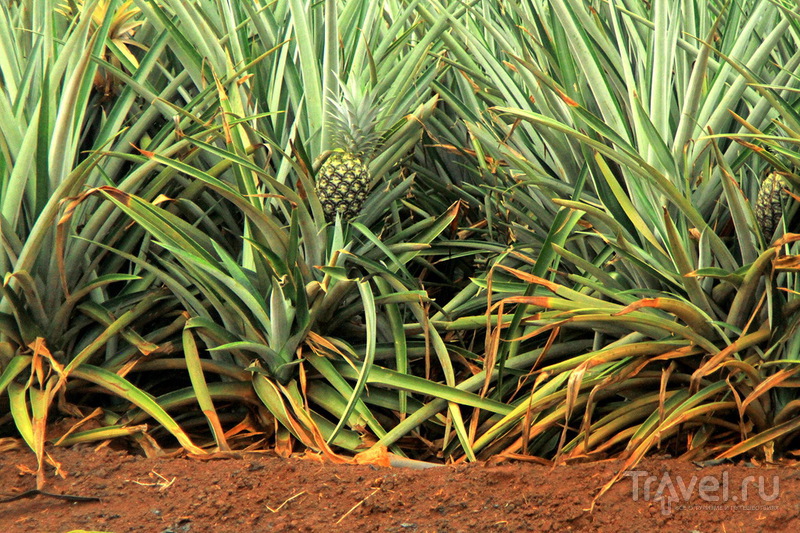   Dole Pineapple Plantation   ,  / 