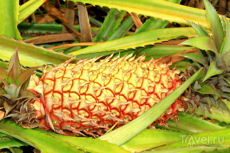   Dole Pineapple Plantation   ,  / 