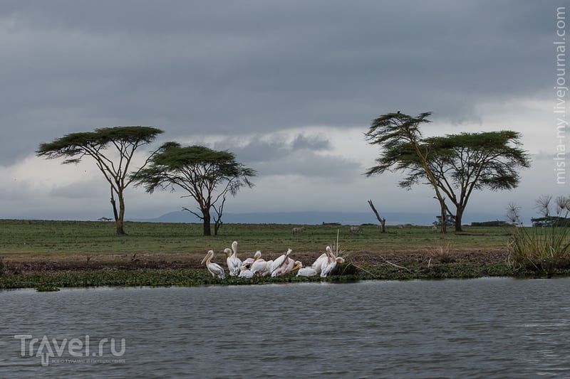 Озеро Найваша / Кения