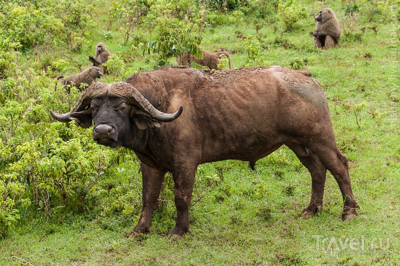 Национальный парк Абердаре / Кения