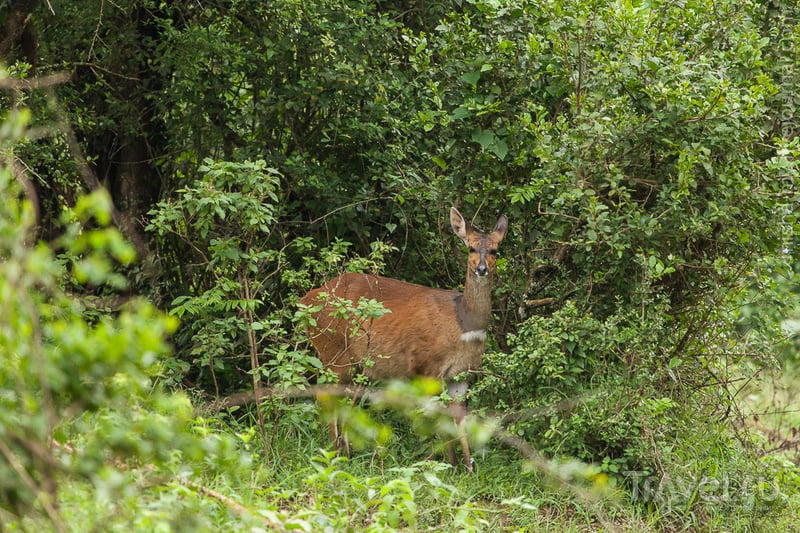 Национальный парк Абердаре / Кения