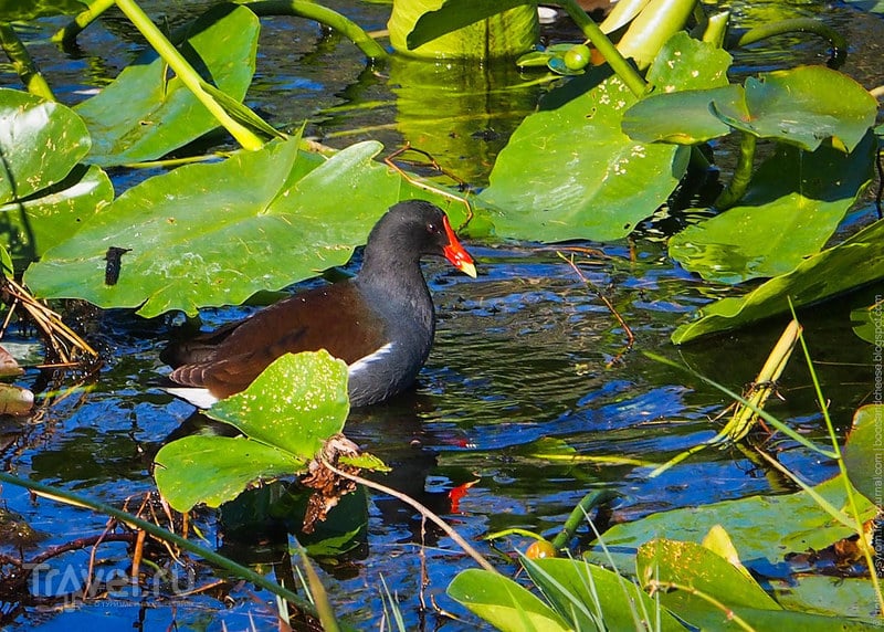 В болоте жить не так уж плохо - Парк Эверглейдс, Флорида / Фото из США