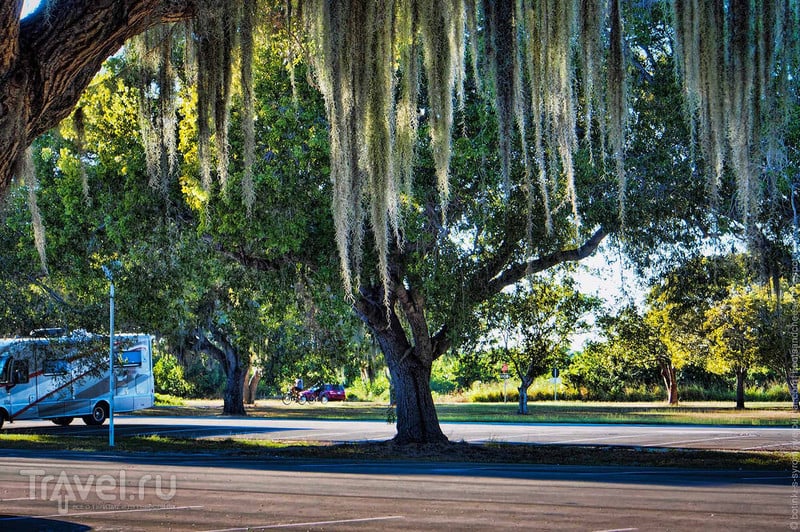 В болоте жить не так уж плохо - Парк Эверглейдс, Флорида / Фото из США