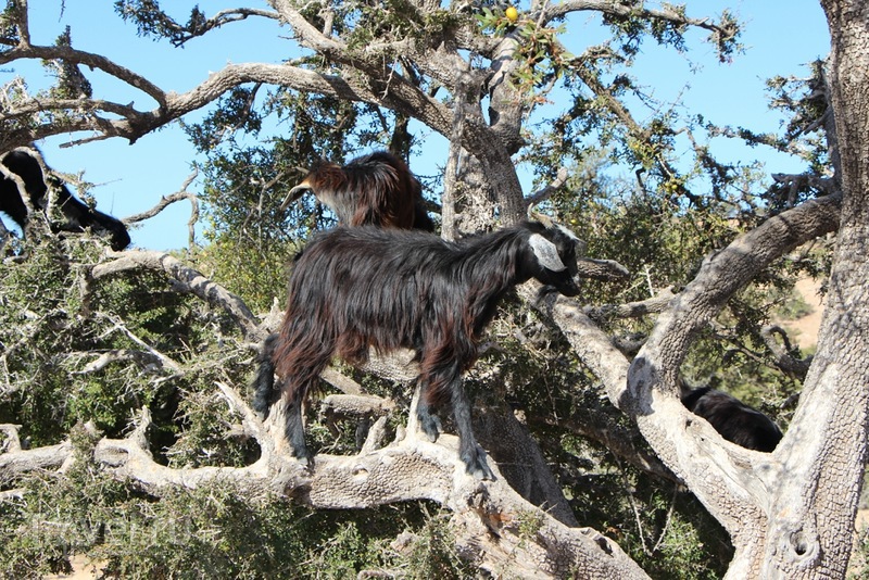 Марокко: летающие (аргановые) козы на деревьях / Марокко