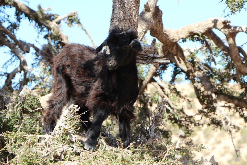 Марокко: летающие (аргановые) козы на деревьях / Марокко