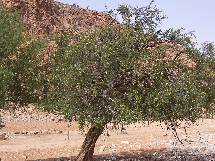 Марокко: дерево Арган(а), шафран, амлю, короли и аргановое масло / Марокко