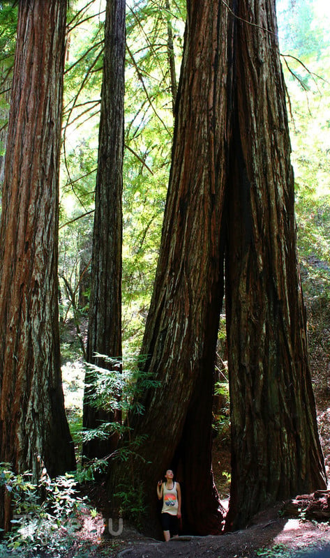 Калифорния: бирюзовые виды Armstrong Redwoods / Фото из США