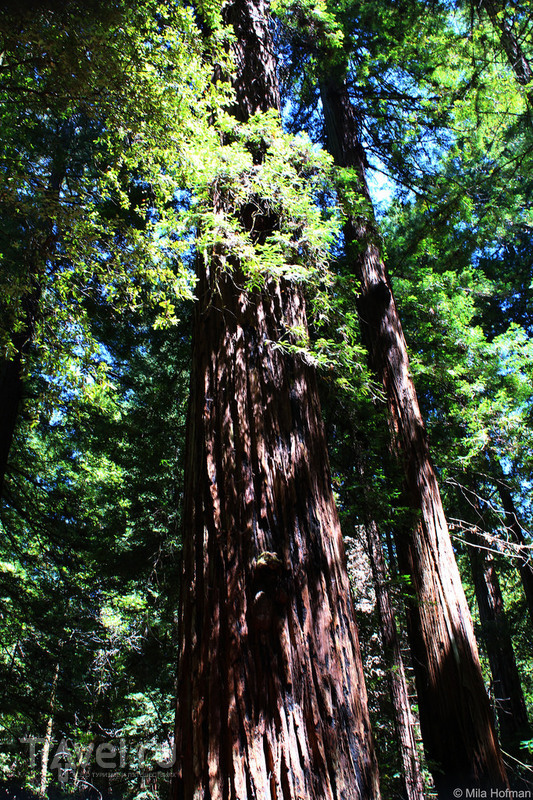:   Armstrong Redwoods /   