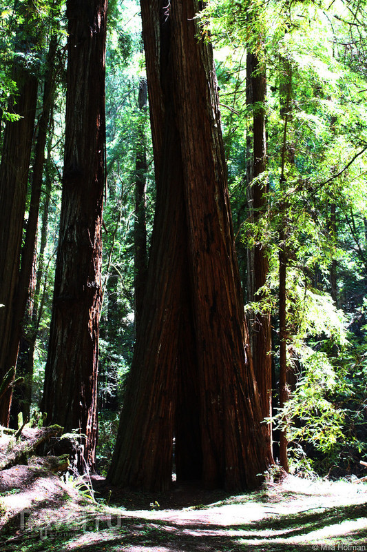 Калифорния: бирюзовые виды Armstrong Redwoods / Фото из США