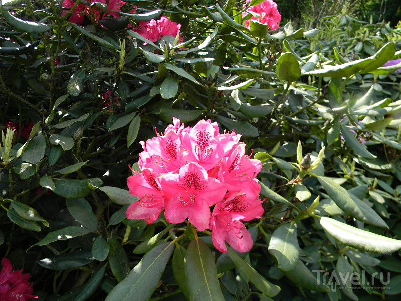 Insel Hombroich: ,    / 