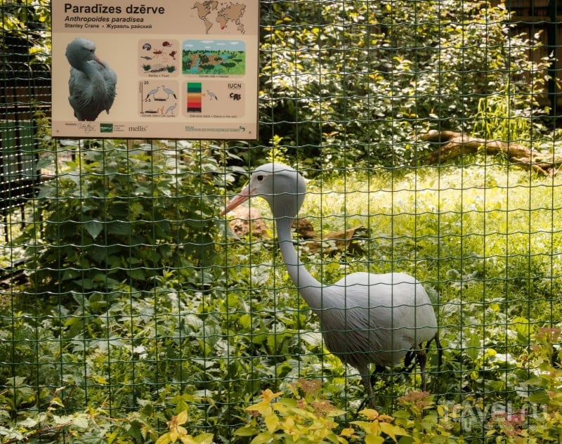 Обитатели Рижского зоопарка / Фото из Латвии