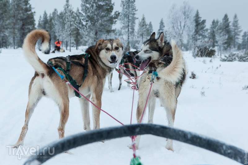 Лапландия зимой - это не только Санта! / Финляндия