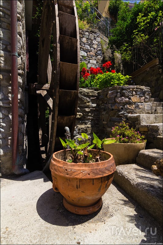 Manarola -    /   