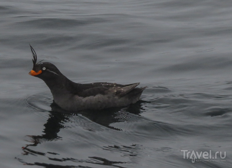 Crested auklet -   /   