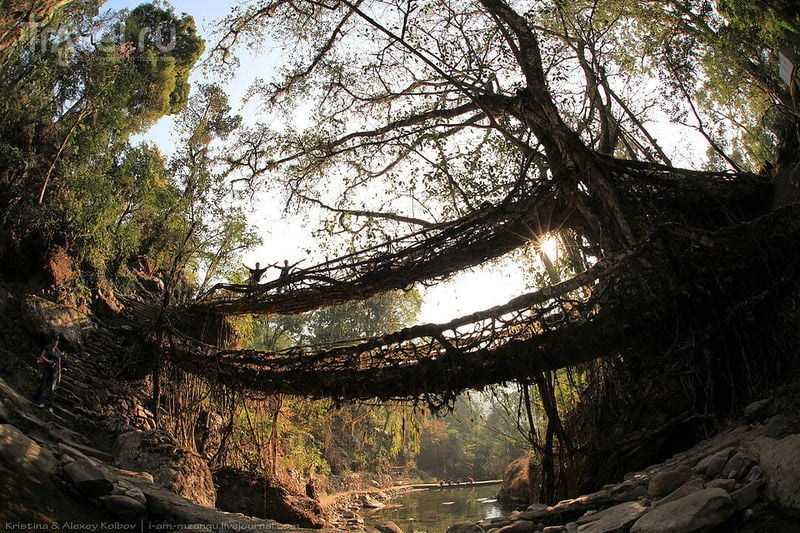 Живые мосты Черрапунджи. Между Мокшей и Нирваной / Фото из Индии