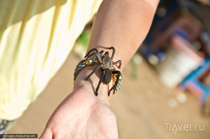 Камбоджийская гастрономия: тарантулы, личинки, кузнечики и жуки / Фото из Камбоджи