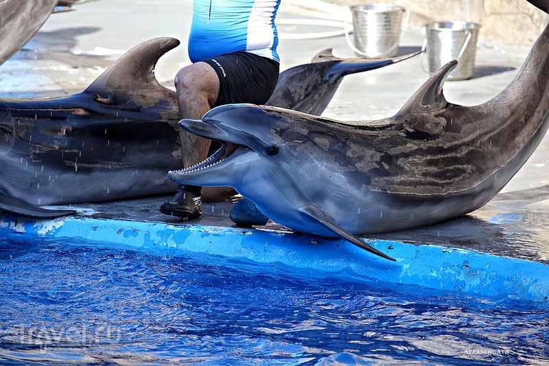 Посещение Батумского дельфинария / Грузия