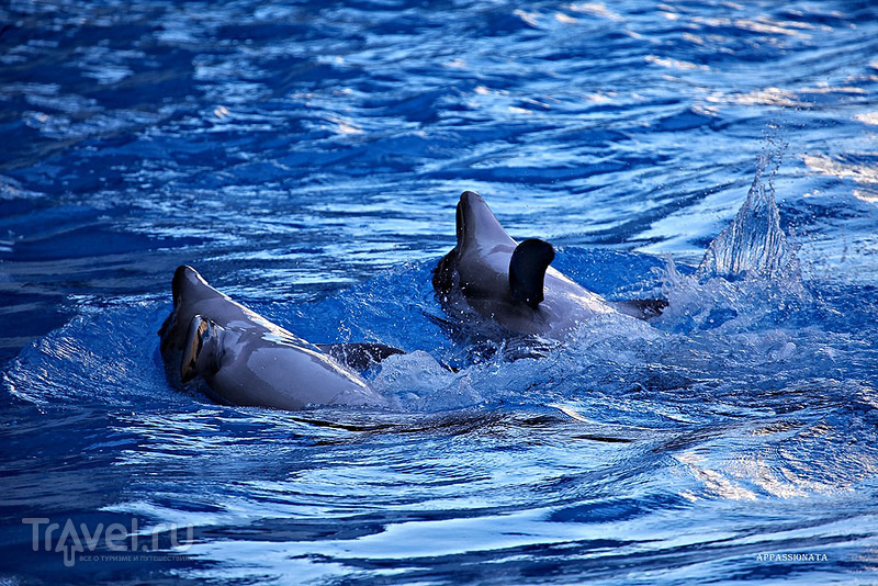 Посещение Батумского дельфинария / Грузия