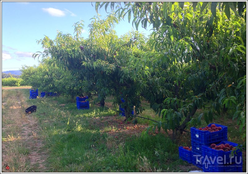 Агротуризм в Испании: сбор персиков под Тивиссой / Испания