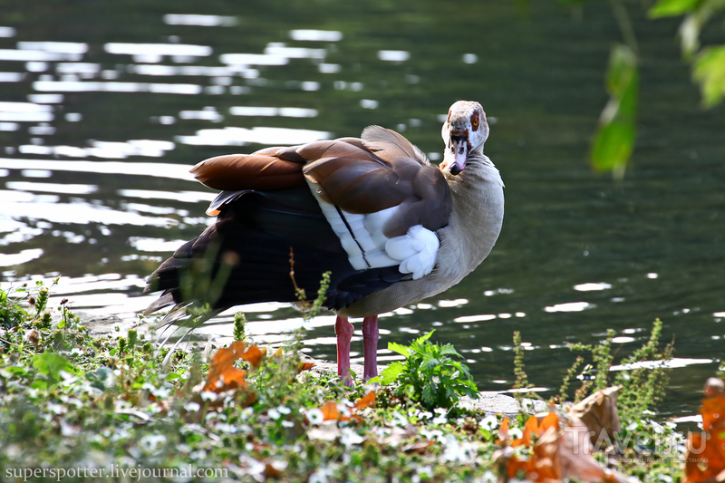 St James's Park /   