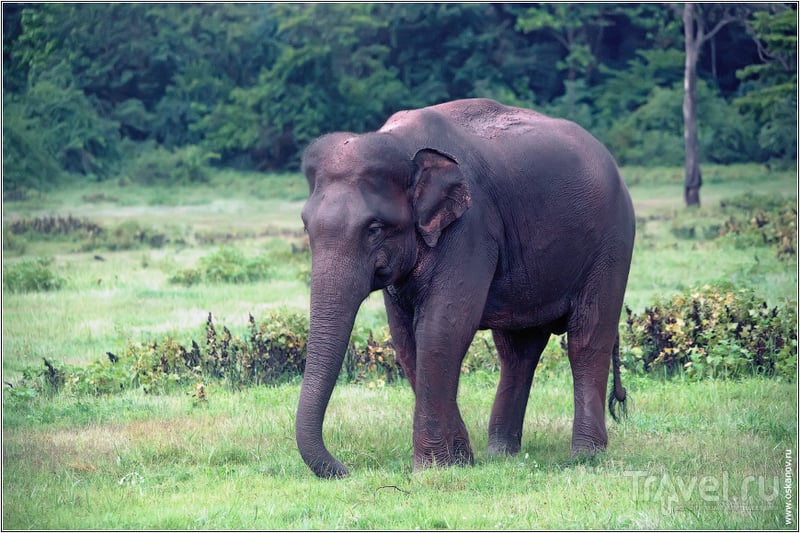 Слона-то мы и приметили / Шри-Ланка