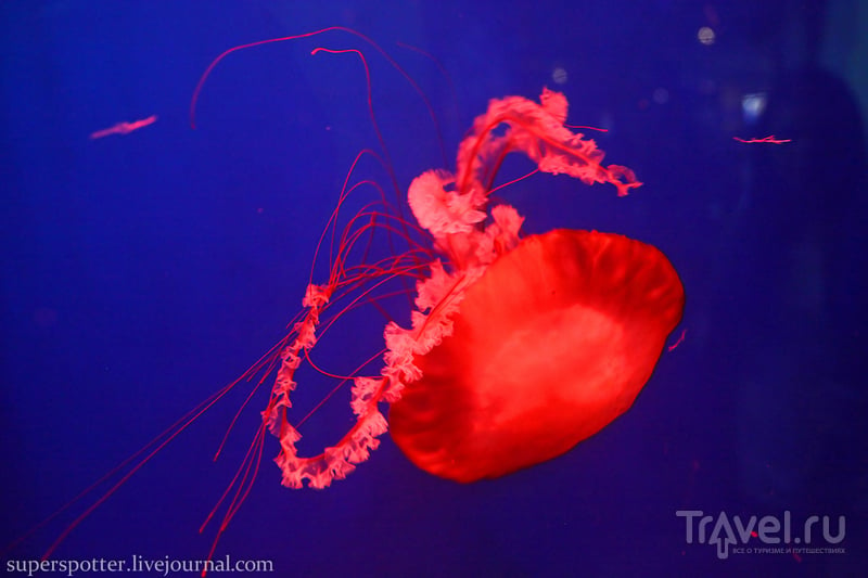 Sea Life London Aquarium / 