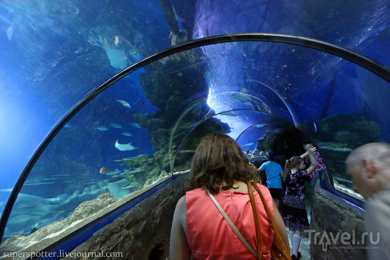 Sea Life London Aquarium / 