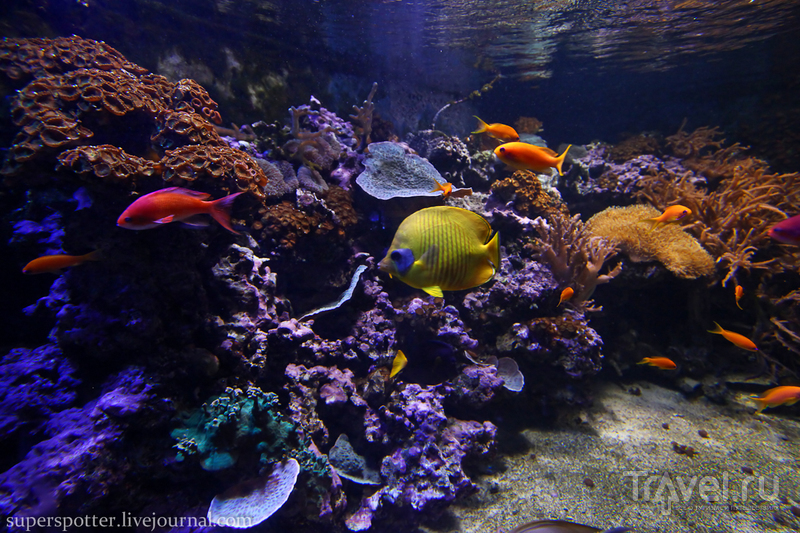 Sea Life London Aquarium / Великобритания