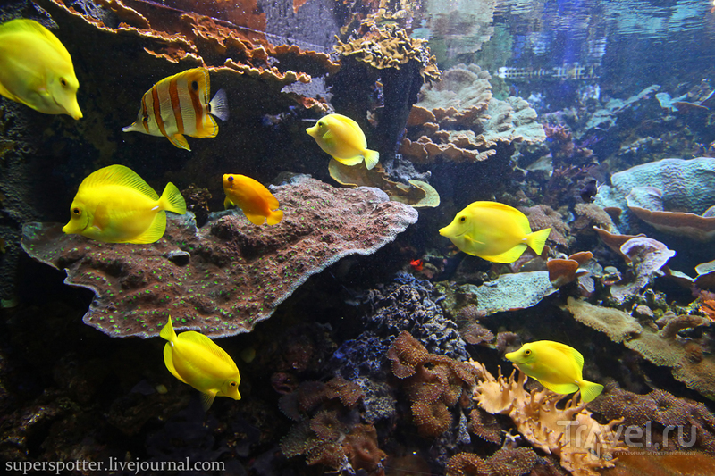 Sea Life London Aquarium / Великобритания