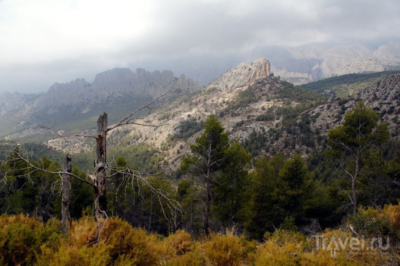   -. Puig Campana / 