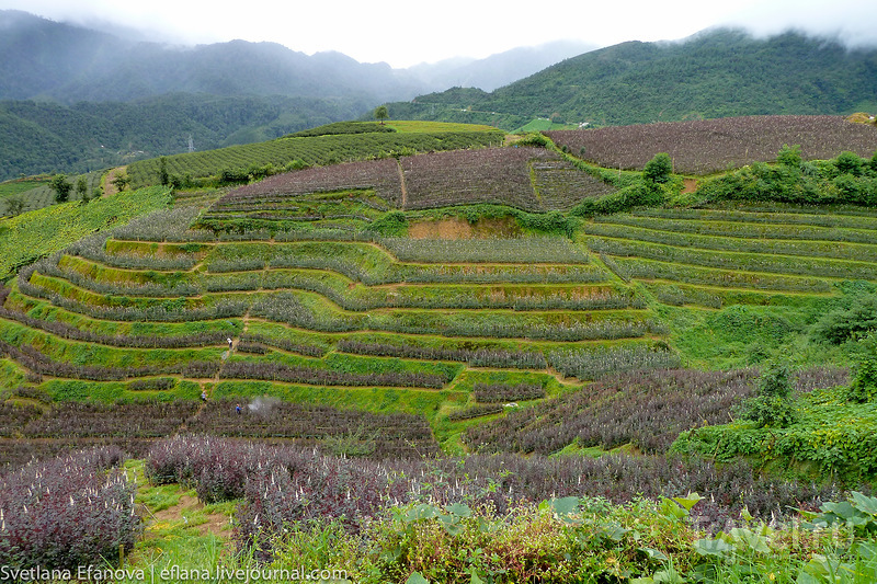 Город Сапа на севере Вьетнама, гора Фансипан и каскадные рисовые террасы / Вьетнам