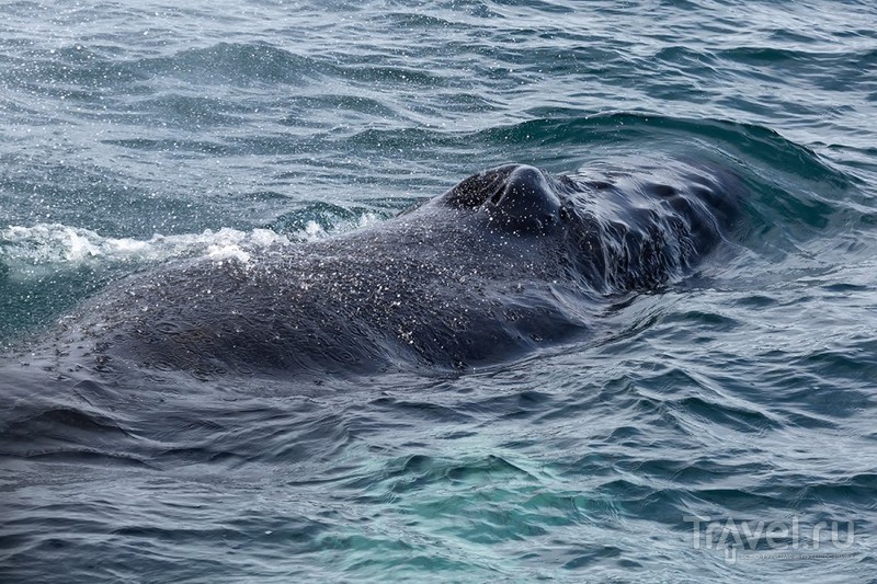 За горбатым китом / Фото из Исландии