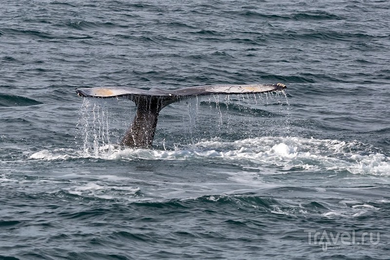 За горбатым китом / Фото из Исландии