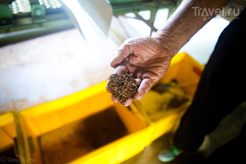 Чайная фабрика Хандунугода / Фото со Шри-Ланки