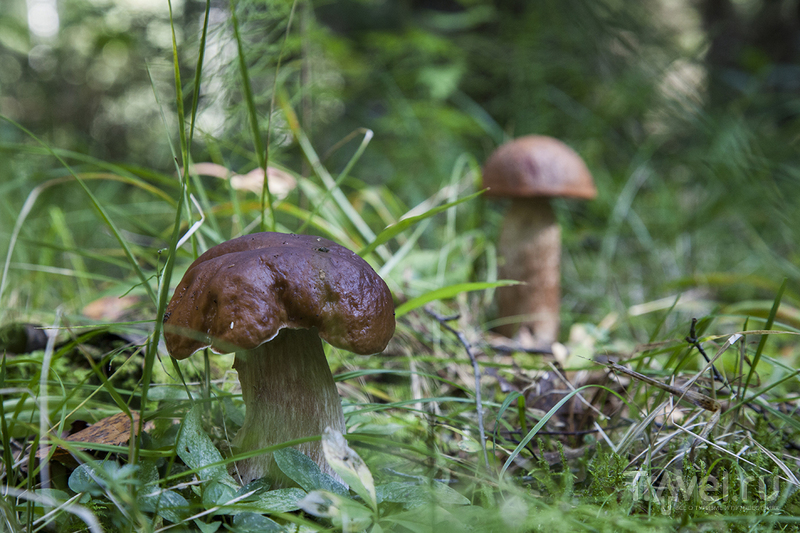 Поездка в Тверскую область за грибами / Россия
