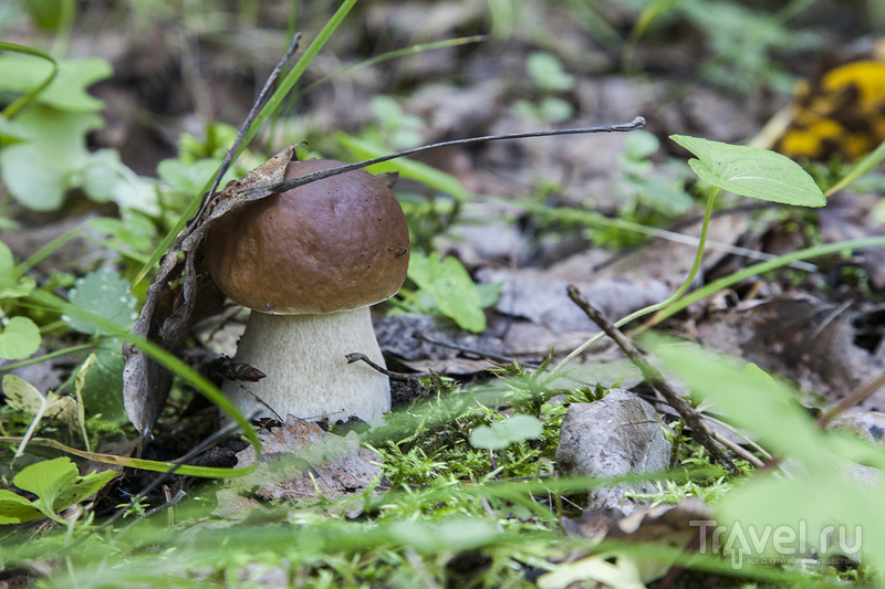 Поездка в Тверскую область за грибами / Россия