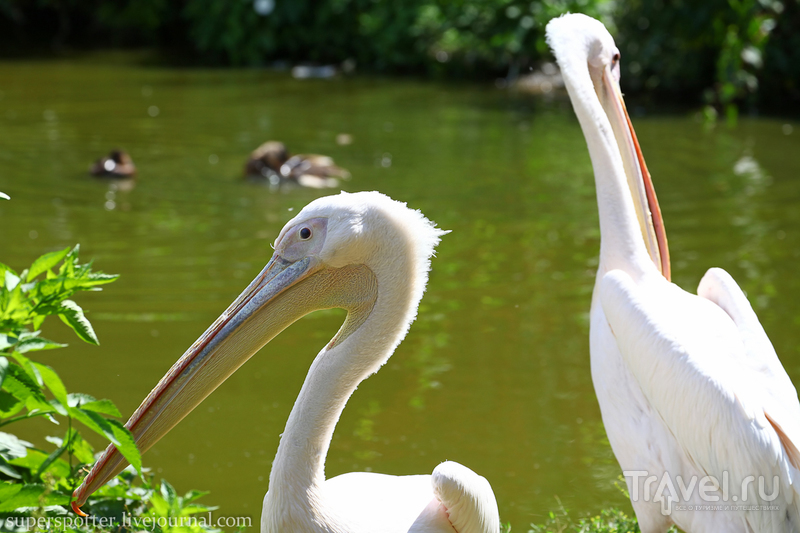 Лондон. ZSL London Zoo / Фото из Великобритании