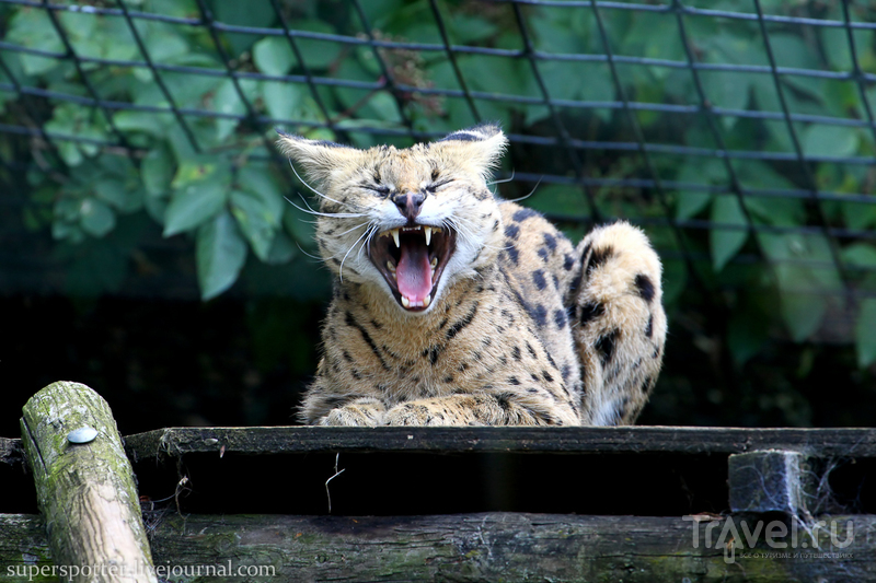 Лондон. ZSL London Zoo / Фото из Великобритании