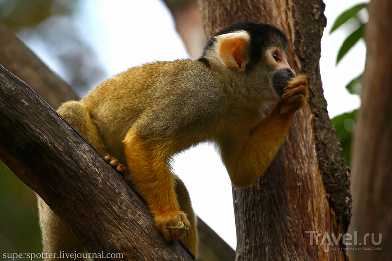 . ZSL London Zoo /   