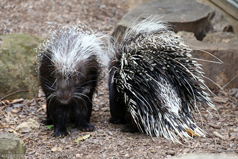 . ZSL London Zoo /   