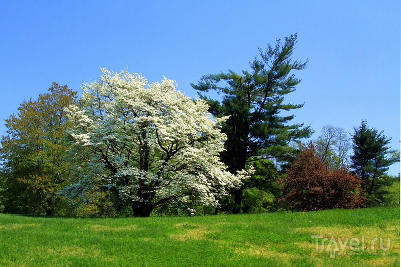 Весенний Вашингтон / Фото из США