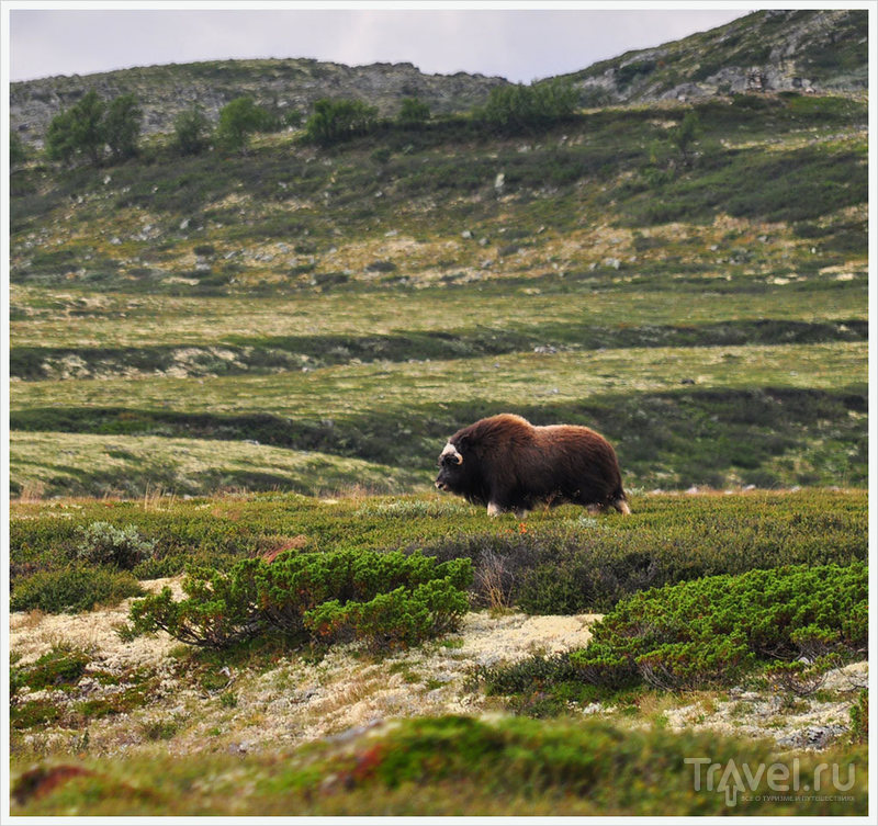 Норвегия: Фотоохота на мускусных быков / Фото из Норвегии