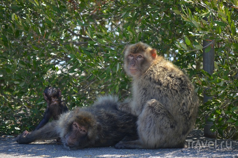 В гостях у обезьян. Гибралтар 2014 / Фото из Гибралтара