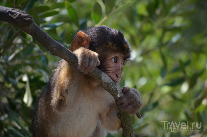 В гостях у обезьян. Гибралтар 2014 / Фото из Гибралтара