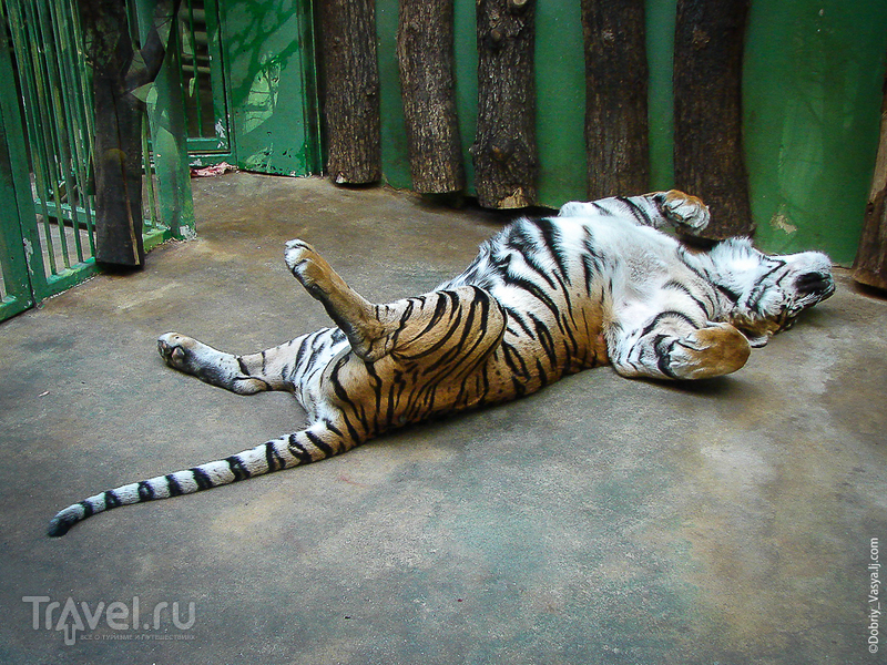 Пражский зоопарк / Фото из Чехии