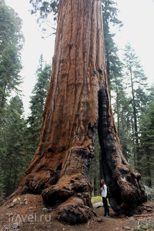 Sequoia and Kings Canyon парк / Фото из США